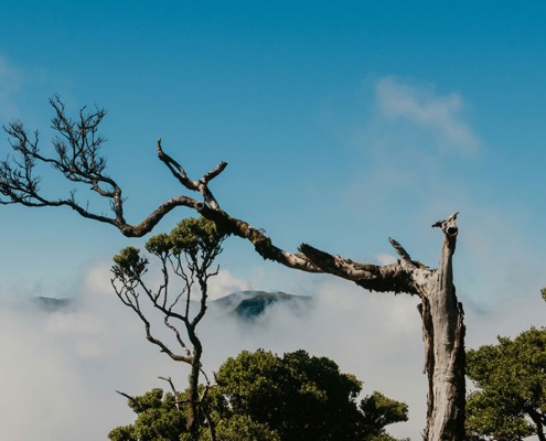 Fanal-Wald_szocs-zoltan-cSC8_E67NqE-unsplash