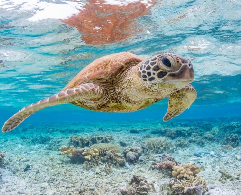 Schildkroete-im-Great-Barrier-Reef_#T_iStock-834977064