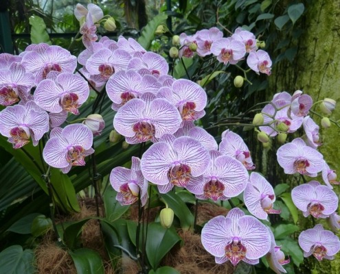 orchideen_singapur_park_#L_orchids-217999_960_720