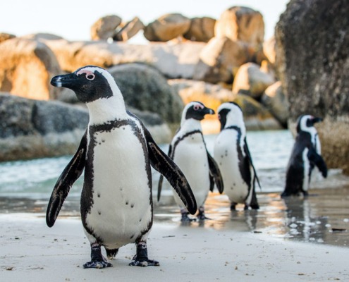 Afrikanische-Pinguine_#T_AdobeStock_130691854