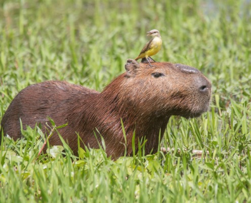 Capybara-mit-Vogel-auf-dem-Kopf_#T_AdobeStock_309648953
