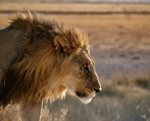 Etosha-NP-Bewohner_getty-images-FnjcWD8cmV4-unsplash-(7)