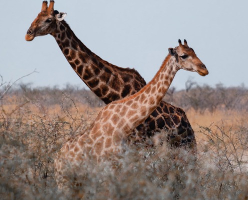 Giraffen_#T_joshua-kettle-10Sq0cPMPjA-unsplash