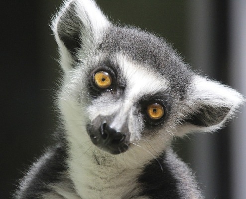 Lemur_kappa-5430668_1280