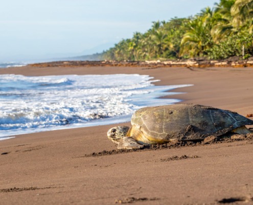Schildkroete-Tortuguero-Strand_#L-#B_AdobeStock_367956317