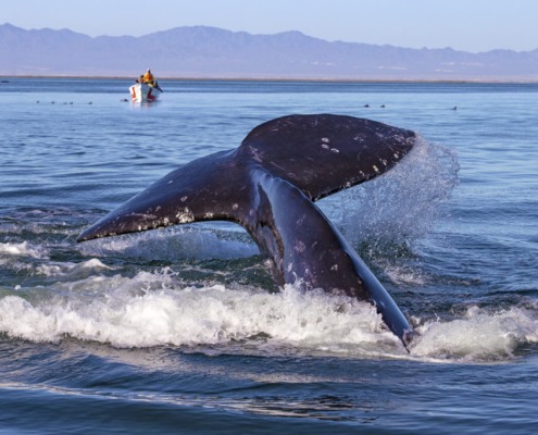 Walbeobachtung-Baja-California_#T-#M_AdobeStock_210586393