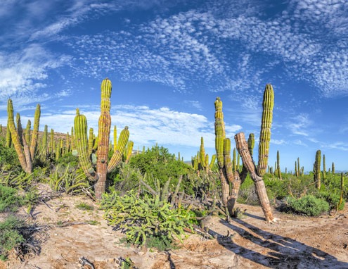 heller-Kakteen-auf-Baja-California_#L_AdobeStock_305711164