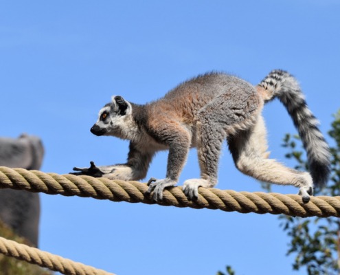 lemur-g40dc1b677_1920